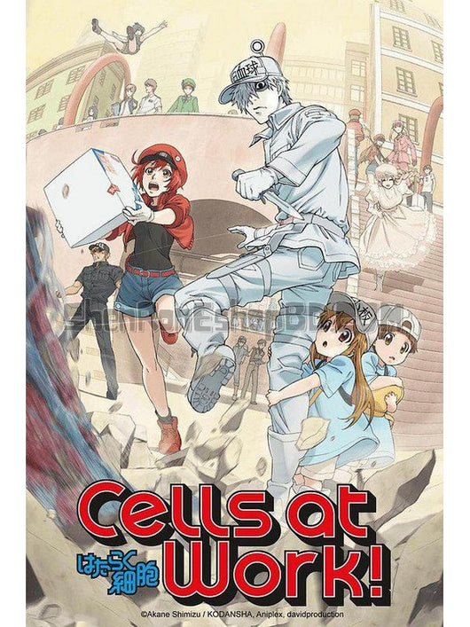 SRB11550 【工作細胞 Cells At Work】動畫 BD25G 不附粵配 附中文字幕 01碟