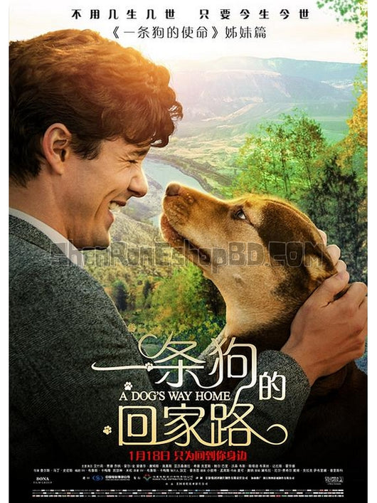 SRB12255 【一條狗的回家路/ 貝拉400哩的約定 A Dog'S Way Home】劇集 BD25G 不附粵配 附中文字幕 01碟