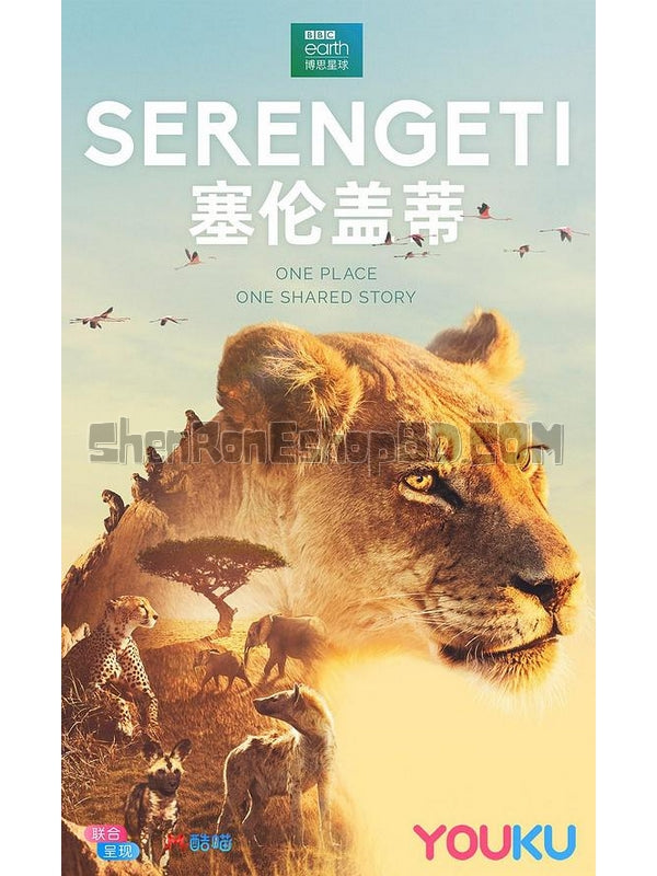 SRB13795 【塞倫蓋蒂 Serengeti】紀錄片 BD25G 不附粵配 附中文字幕 02碟