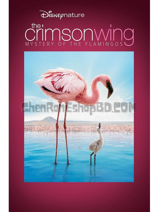 SRB16773 【紅色翅膀：火烈鳥故事/ 天翅奇跡 The Crimson Wing：Mystery Of The Flamingos】紀錄片 BD50G 不附粵配 附中文字幕 01碟