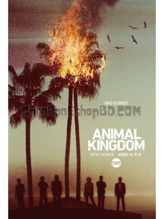 SRB24869 【野獸家族/ 動物王國 第一季 Animal Kingdom Season 1】劇集 BD50G 不附粵配 附中文字幕 02碟