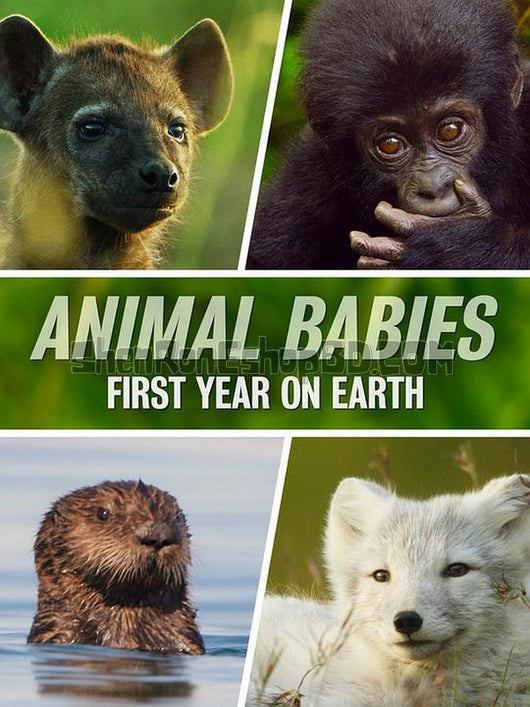 SRB28372 【萌寶出生第一年 Animal Babies：First Year On Earth‎】紀錄片 BD25G 不附粵配 附中文字幕 01碟