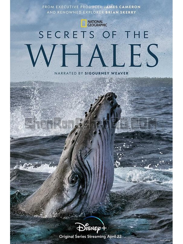 SRB29445 【鯨魚的秘密/ 鯨之奧妙 Secrets Of The Whales‎】紀錄片 BD25G 不附粵配 附中文字幕 01碟