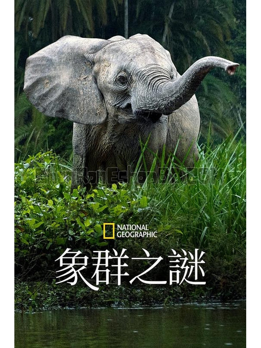 SRB41198 【大象的秘密 第一季 Secrets Of The Elephants Season 1‎】紀錄片 BD25G 不附粵配 附中文字幕 01碟