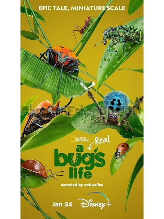 SRB41963 【蟲蟲歷險記/真實蟲蟲危機 A Real Bug'S Life‎】紀錄片 BD25G 不附粵配 附中文字幕 01碟