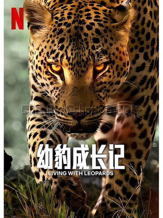 SRB42423 【幼豹成長記/小豹的驚奇旅程 Living With Leopards‎】紀錄片 BD25G 不附粵配 附中文字幕 01碟